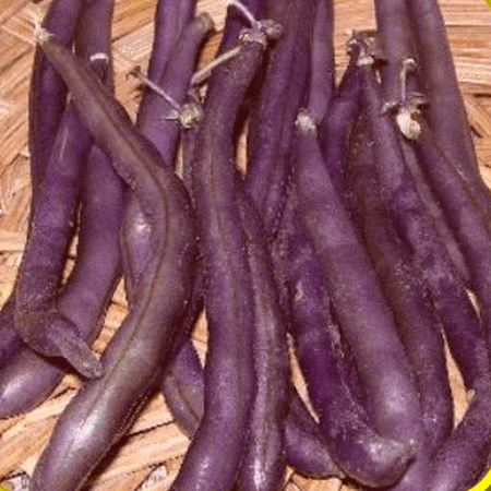 Everwilde Farms - 1 Lb Royal Burgundy Green Bush Bean Seeds - Gold Vault Bulk Seed Packet