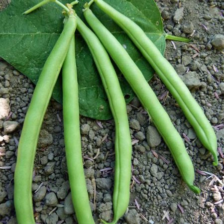 Slenderette Bush Bean Seeds - 5 LB Bulk ~10,800 Seeds - Heirloom, Open Pollinated, Non-GMO, Farm & Vegetable Gardening Seeds