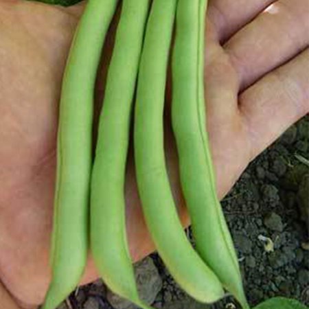 Harvester Bush Bean 1/2 OZ ~36 Seeds - Heirloom Open Pollinated Non-GMO Farm & Vegetable Gardening Seeds