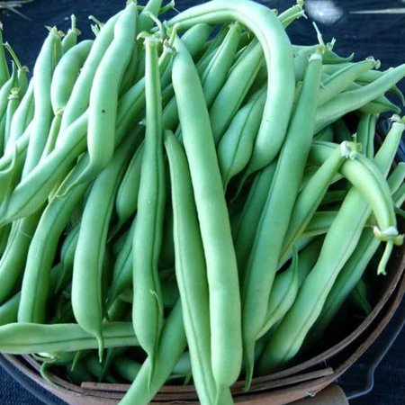 Provider Bush Bean Seeds - 5 LB Bulk ~8,000 Seeds - Non-GMO, Open Pollinated, Heirloom, Vegetable Gardening Seeds