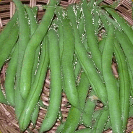 Everwilde Farms - 1 Lb Harvester Green Bush Bean Seeds - Gold Vault Bulk Seed Packet