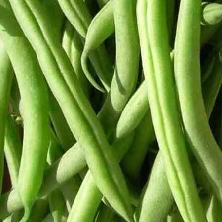 Landreth Stringless Bush Bean Seeds - 1 LB Bulk ~720 Seeds - Heirloom, Open Pollinated, Non-GMO, Farm & Vegetable Gardening Seeds