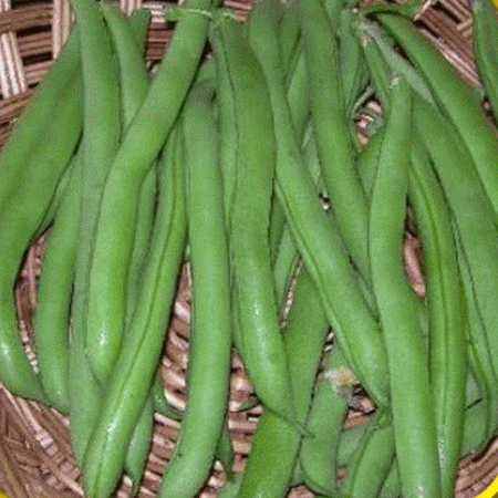 Everwilde Farms - 1/4 Lb Burpee Stringless Green Bush Bean Seeds - Gold Vault Bulk Seed Packet