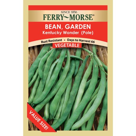 Ferry-Morse Economy 24000MG Bean Blue Lake Bush 274 Vegetable Seeds Full Sun
