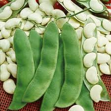 The Dirty Gardener Henderson Phaseolus Lunatus Bush Lima Bean - 50 Pounds