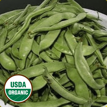 Everwilde Farms - 1 Lb Organic Tenderette Green Bush Bean Seeds - Gold Vault Bulk Seed Packet