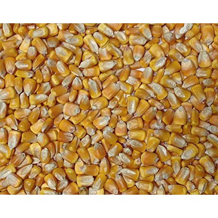 Organic Yellow Whole Corn by JOJO'S ORGANICS  Corn Maize Organic Non-GMO Bulk Grains 14 Lbs Great for Tamale Masa Tortillas Muffins Chowder 100% Produ