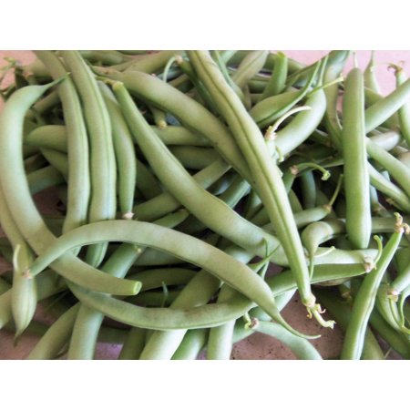 Bean SEEDS --Contender Bush Bean- 100 Seeds- 6-8 Inch Stringless Pods Produce a Week Ahead of Other Beans- Tasty Fresh Canned or Frozen