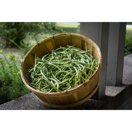 SEEDS = = = Kentucky Wonder Bush Bean 50 Seeds - a True Winner! No Staking! Commodore = = Serendipity Seeds