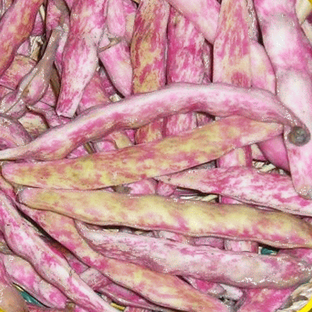 Everwilde Farms - 1 Lb French Horticulture Green Bush Bean Seeds - Gold Vault Bulk Seed Packet