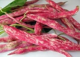 The Dirty Gardener Heirloom Taylor Bush Bean Seeds - 5 Pounds