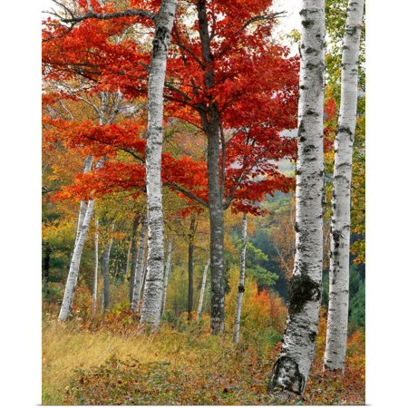 Great BIG Canvas |  Maine  Wyman Lake. Forest of Birch and Maples in Autumn Colors  Art Print - 16x20
