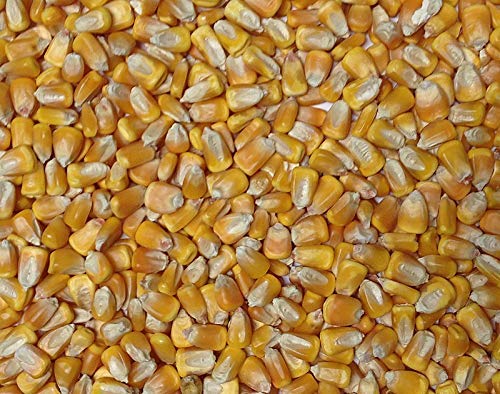 Jojo S Organics Yellow Whole Corn Maize Certified Organic Non-GMO Bulk Grains 5 Lbs Great for Tamale Masa Tortillas Muffins Chowder 100% Product of US