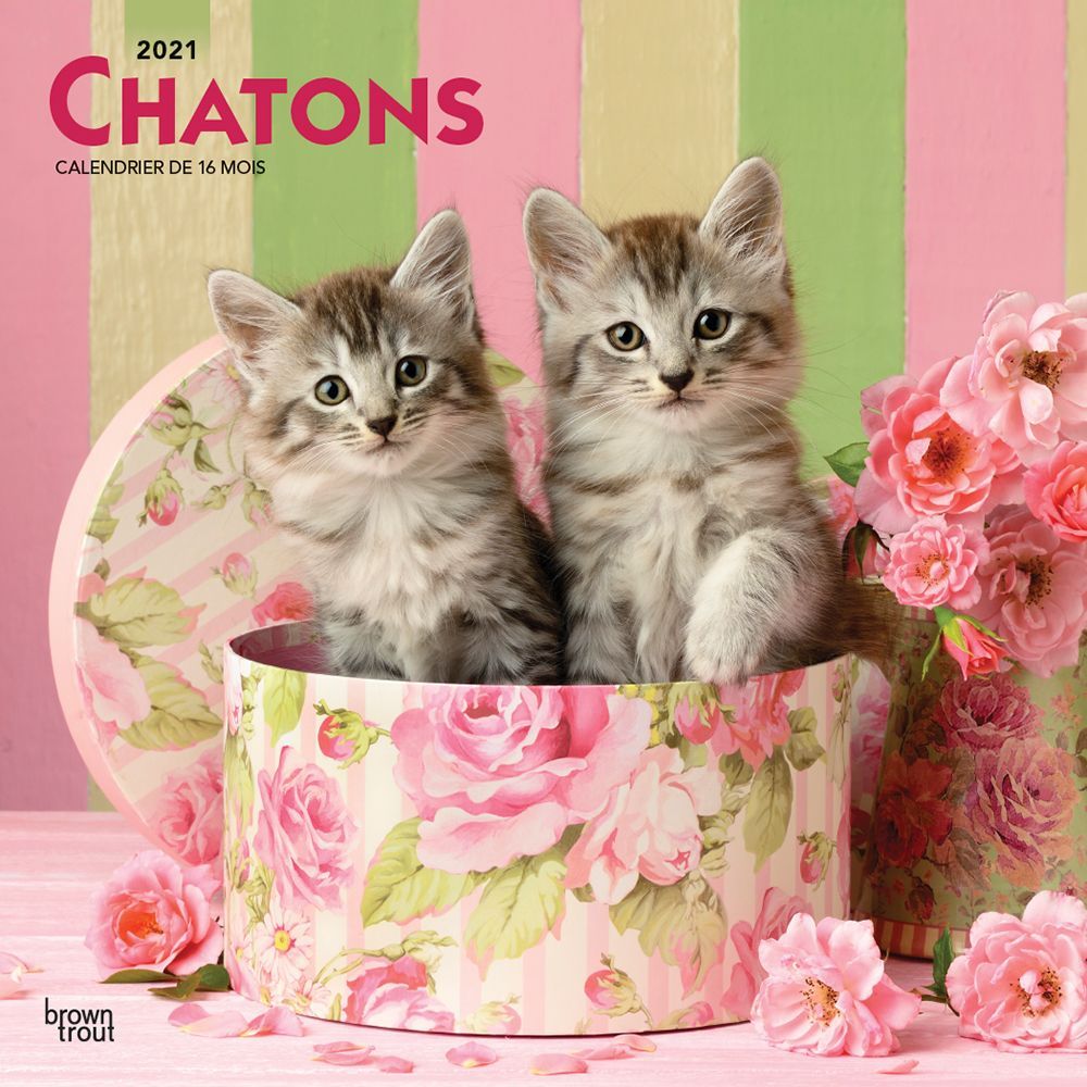 Kittens Chatons Wall Calendar (French)