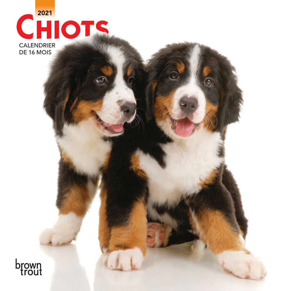 2021 Mini Calendar Puppies (in French)