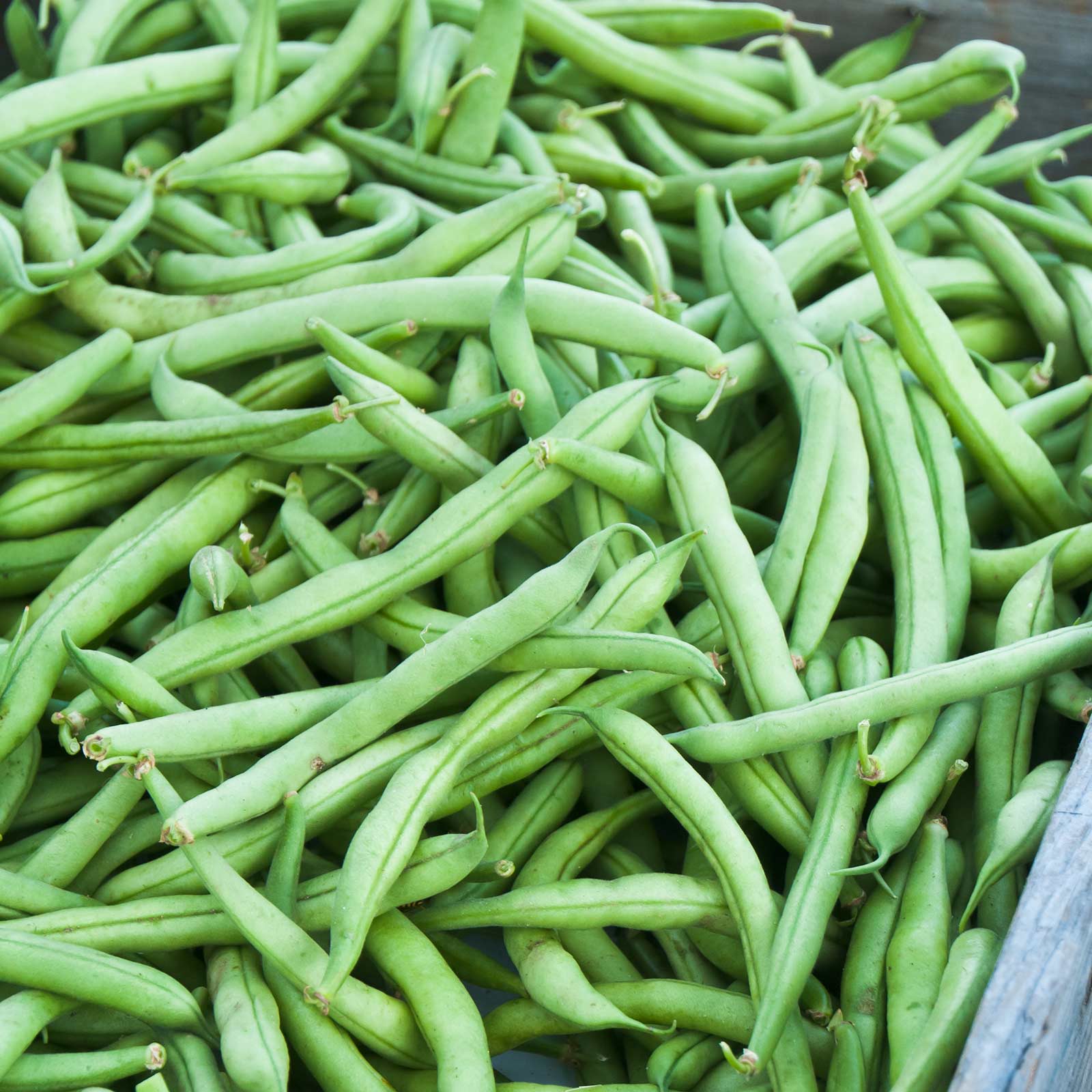 Strike Bush Bean - 30 G Packet ~100 Seeds- Non-GMO Heirloom Green Snap - Buy Non-GMO Phaseolus Vulgaris Farm & Gardening Seeds O