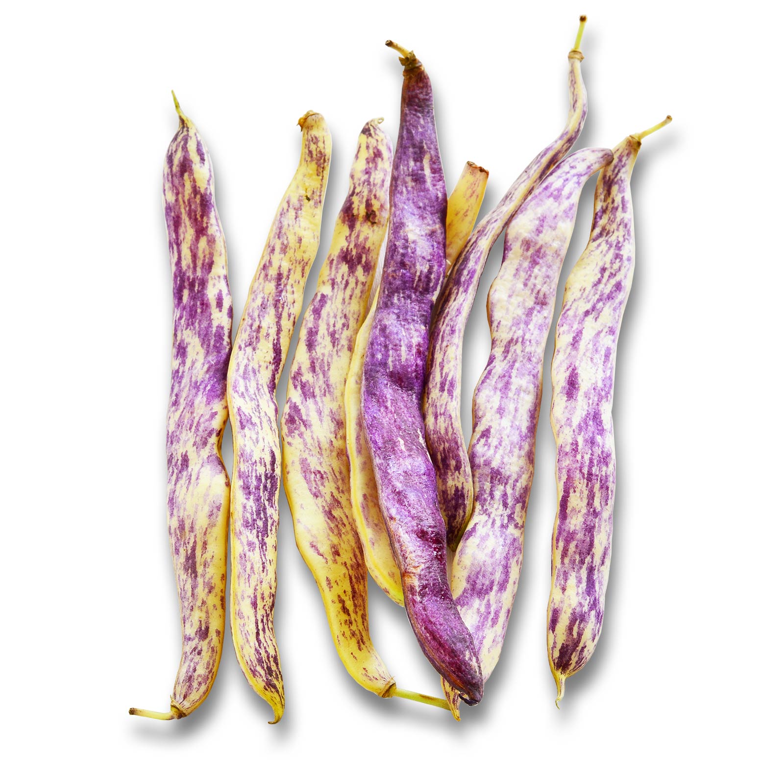 Dragons Tongue Wax Bush Bean Garden Seeds - 30 G Packet ~80 Seeds - Non-GMO  Organic  Heirloom Vegetable Gardening Seeds