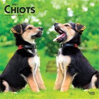 2021 Wall Calendar Puppies (in French)