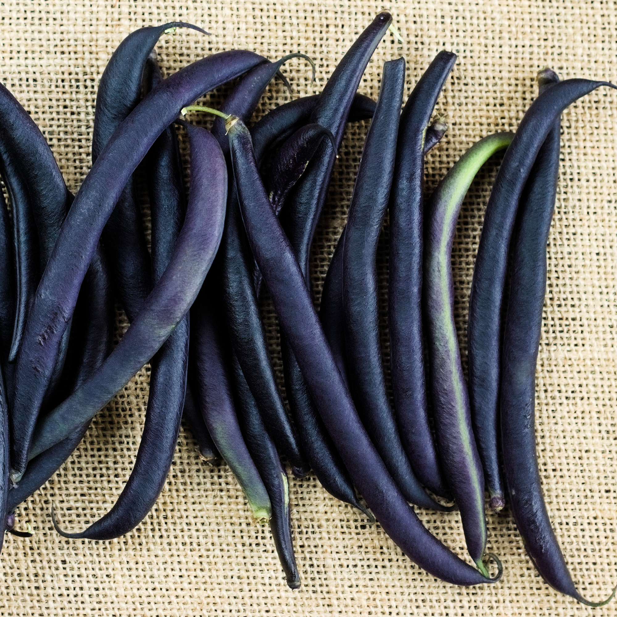 Bean Seeds - Purple Queen Bush - 25 Lb Bulk ~40 000 Seeds - Phaseolus Vulgaris - Farm & Garden Vegetable Seeds - Non-GMO  Heirloom  Open Pollinated  A