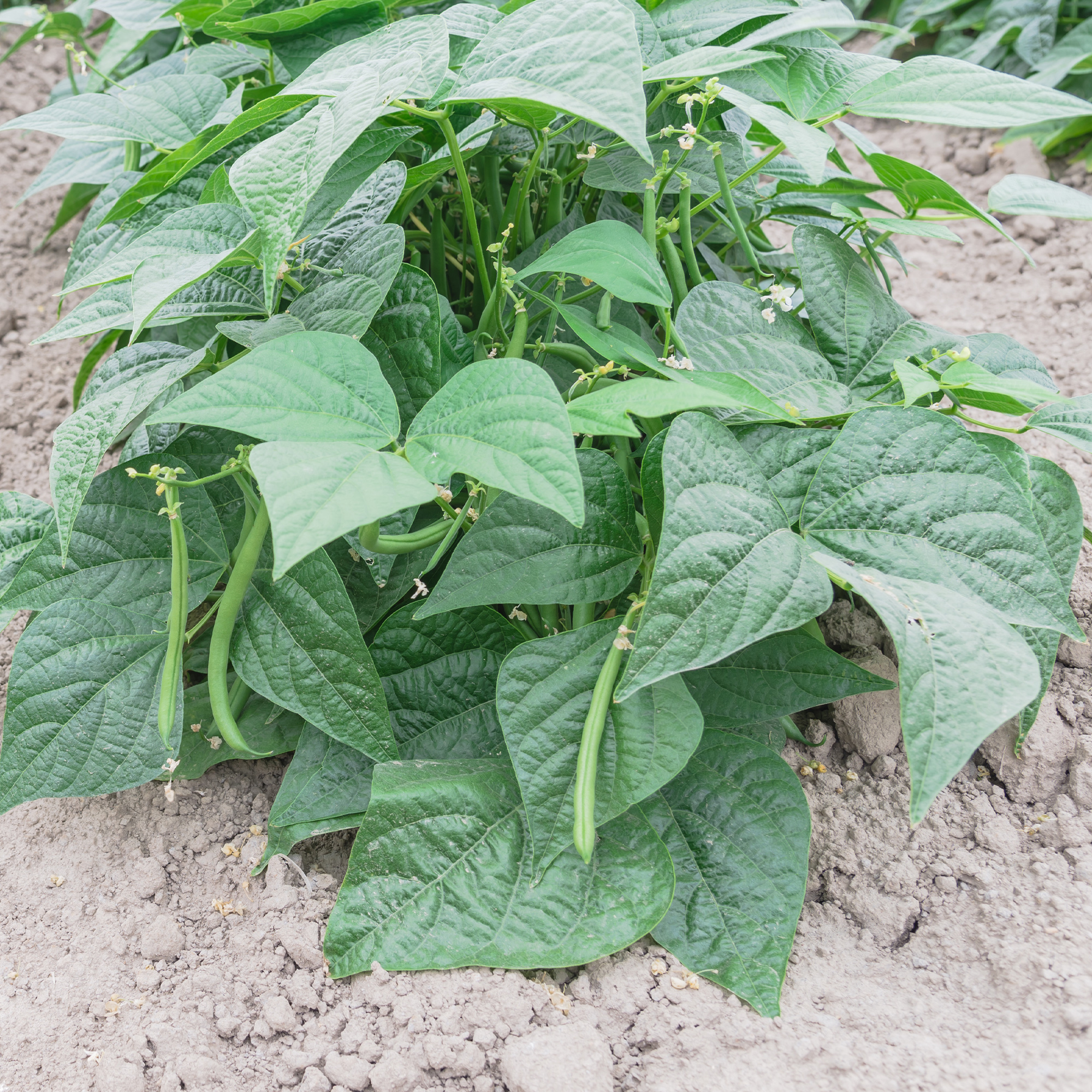 Contender Bush Bean Seeds (Treated) - 1 Lb ~1400 Seeds - Non-GMO  Heirloom - Also Called Buff Valentine - Vegetable Farm & Garden Seeds - Phaseolus Vu