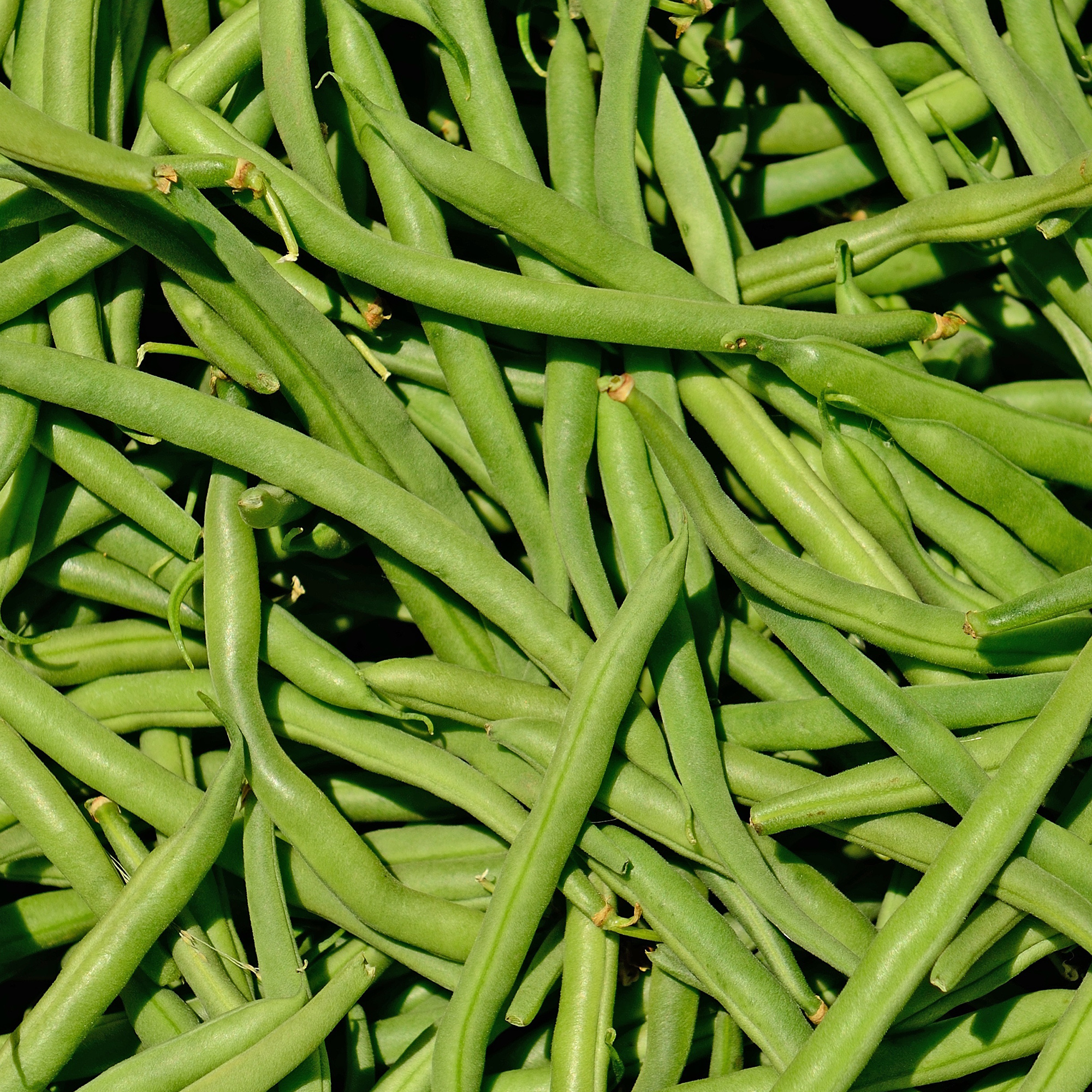 Bean Seeds - Greencrop Bush - 5 Lb ~7200 Seeds - Phaseolus Vulgaris - Non-GMO  Heirloom - Farm & Vegetable Garden