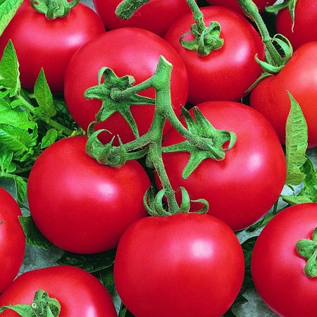 Best Boy Bush F1 Hybrid Tomato 4 G ~1 000 Seeds - Vegetable Gardening Seeds - Non-GMO - Disease Resistant