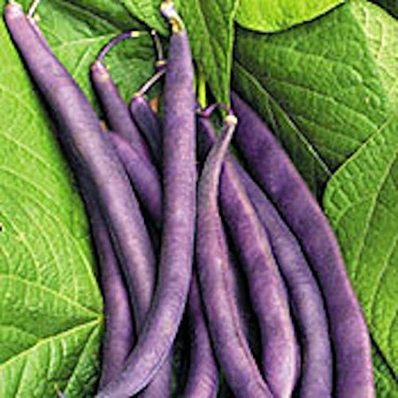 Royal Burgundy Bush Bean Seeds  30 Heirloom Seeds per Packet  Non GMO Seeds  Isla S Garden Seeds