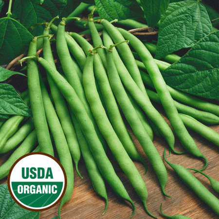 Everwilde Farms - 1 Lb Organic Blue Lake Green Bush Bean Seeds - Gold Vault Bulk Seed Packet