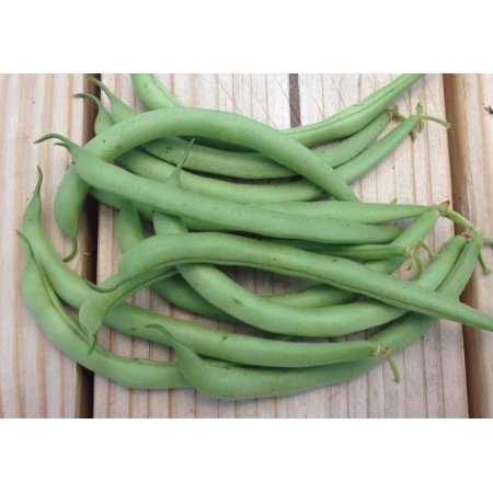 Contender Bush Bean Seeds  50 Heirloom Seeds per Packet  Non GMO Seeds