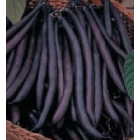 PAPAW S GARDEN SUPPLY LLC. HELPING the NEXT GENERATION GROW! Purple Queen Heirloom Bush Green Bean 250 Seeds