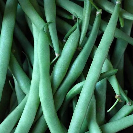 Kentucky Dreamer Bush Bean - 25 LB Bulk ~39 200 Seeds - Heirloom  Open Pollinated  Non-GMO  Farm & Vegetable Gardening Seeds