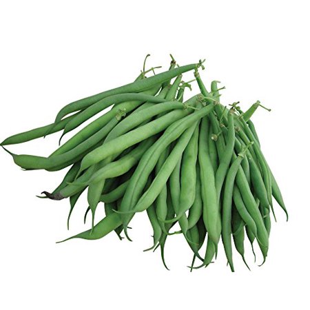 Burpee Stringless Green Pod Bush Bean Seeds 8 Ounces of Seed