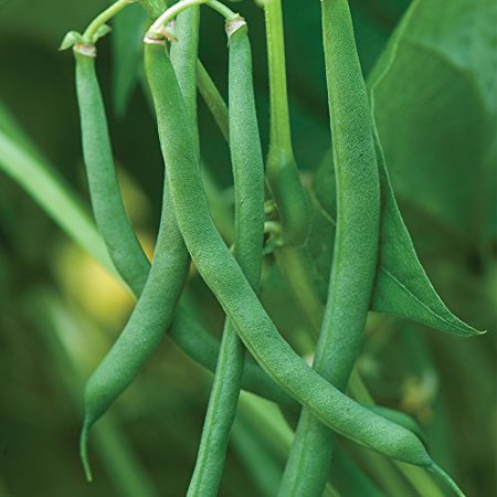 Burpee Blue Lake 47 Bush Bean Seeds 8 Ounces of Seed