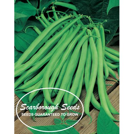 SCARBOROUGH SEEDS Blue Lake Beans 30 Seeds Heirloom Non GMO Bush