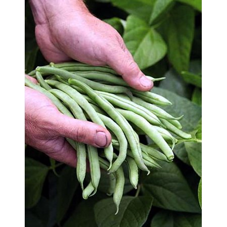 Blue Lake Bush Bean - 13 Grams