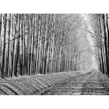 Autumn Promo Stream Fog Nature Road Forest Wood-20 Inch by 30 Inch Laminated Poster with Bright Colors and Vivid Imagery-Fits Perfectly in Many Attrac