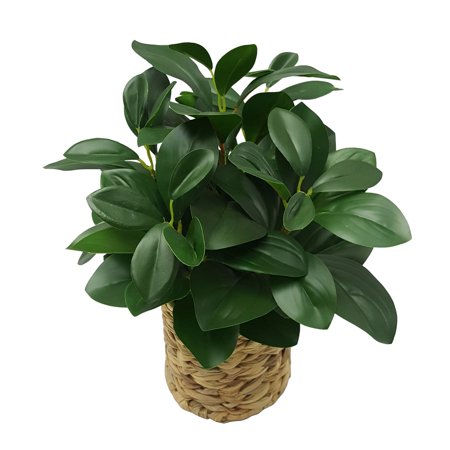 Better Homes & Gardens 13  Artificial Peperomia Plant in Natural Wicker Basket