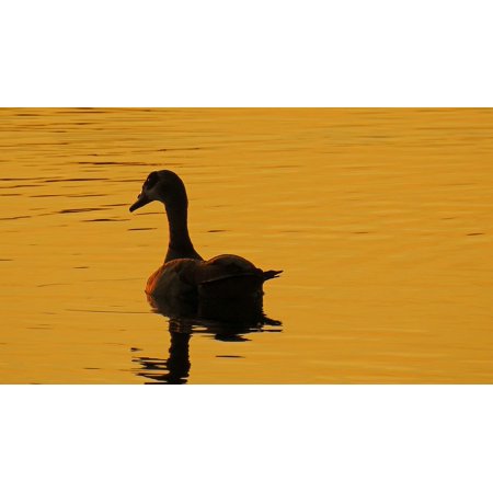 Golden Hour Sunset Nilgans Lake Water-20 Inch by 30 Inch Laminated Poster with Bright Colors and Vivid Imagery-Fits Perfectly in Many Attractive Frame