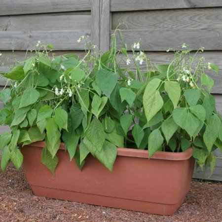 Mascotte Bush Bean Seeds - 40 Seeds - Non-GMO  Heirloom Green Bean Seeds - Vegetable Garden Seeds
