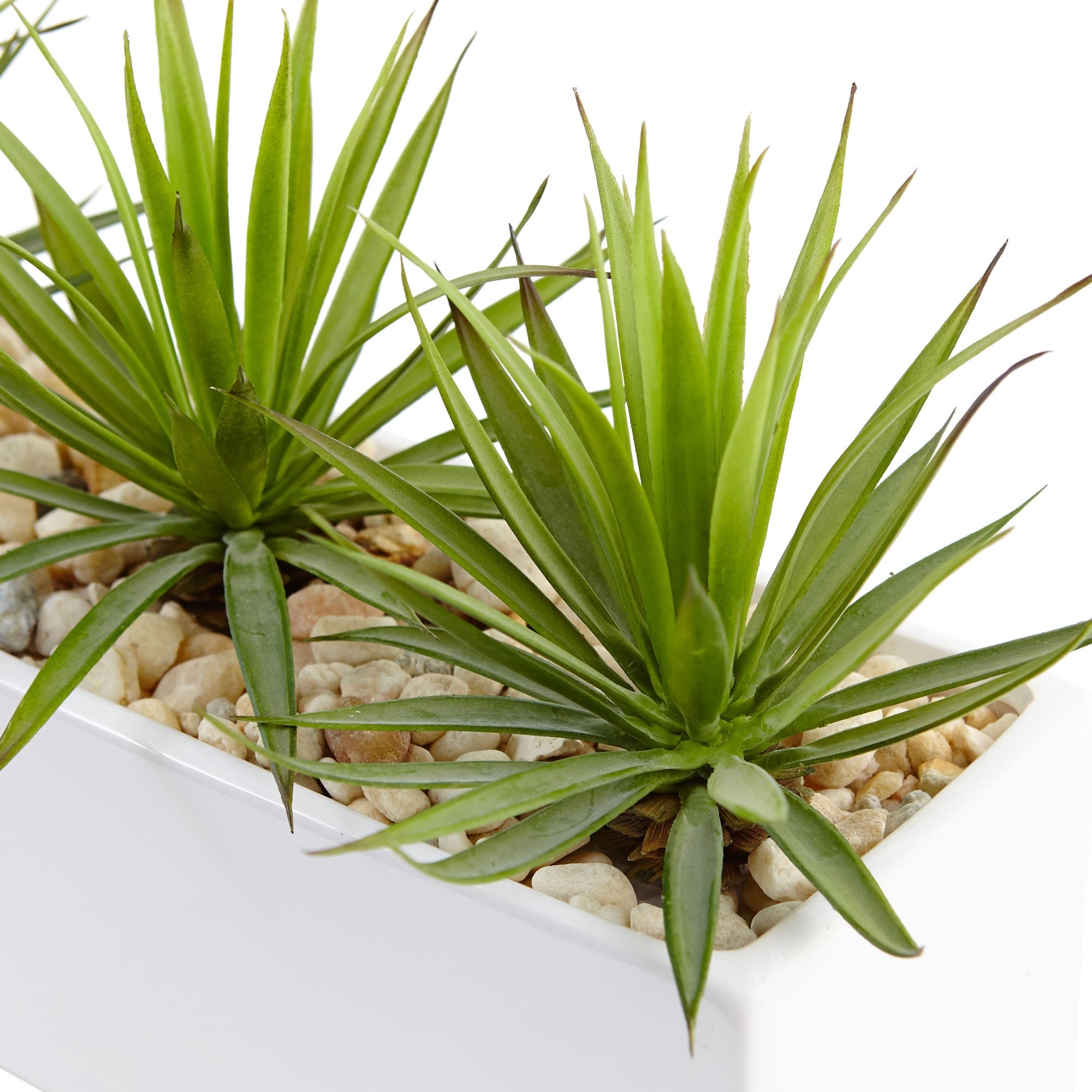 Mini Agave in Rectangular Ceramic thumbnail