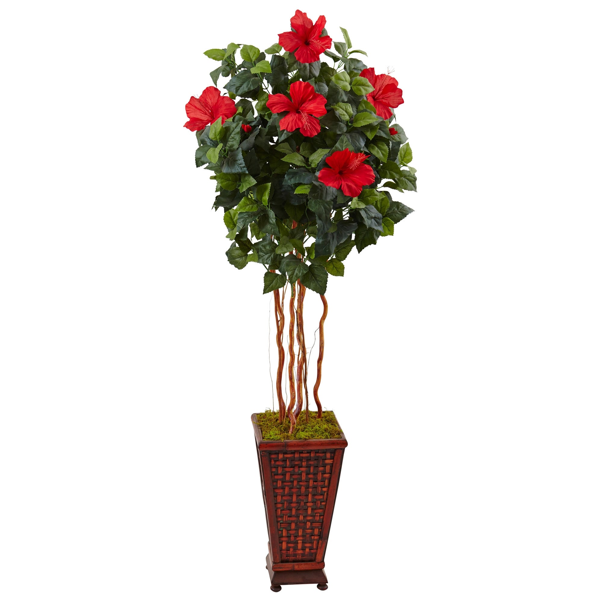 5  Hibiscus Tree in Decorated Wooden Planter