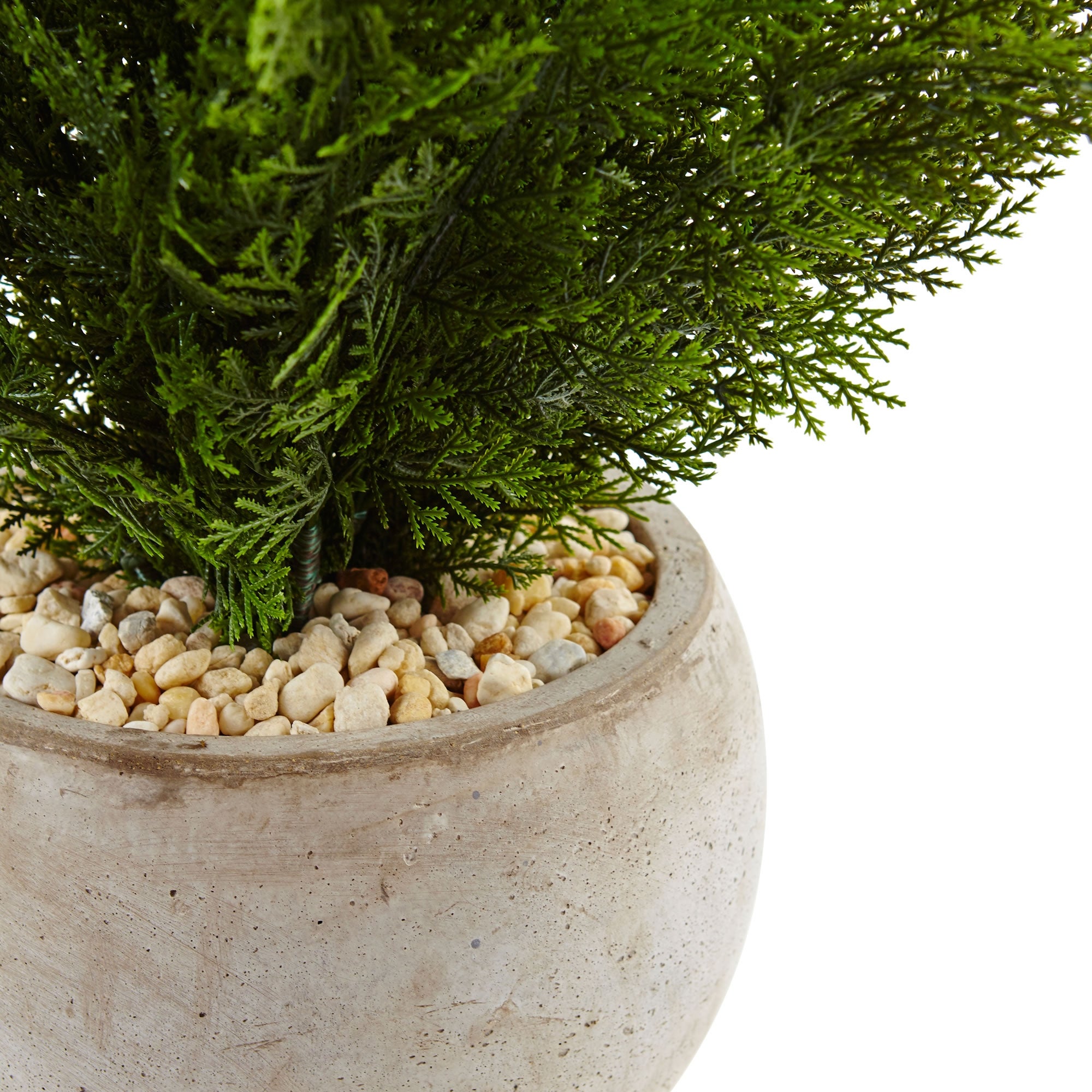 2' Cedar in Sand Colored Bowl - 19