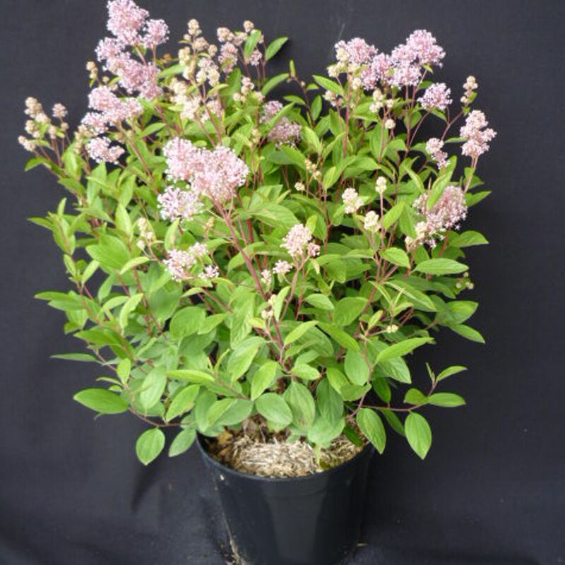 Ceanothe Pallidus Marie Simon | Pot De 3L - 20/40 Cm thumbnail