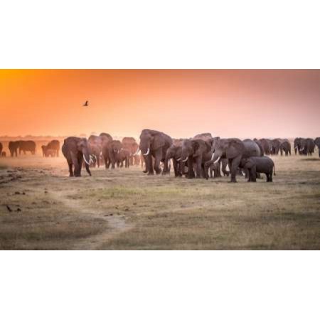 Amboseli Morning Stroll to Starbucks Canvas Art - Jeffrey C Sink (12 X 18)