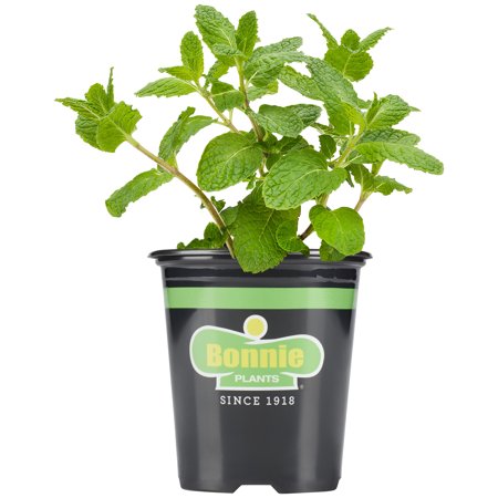 Bonnie Plants Sweet Mint 19.3 Oz.