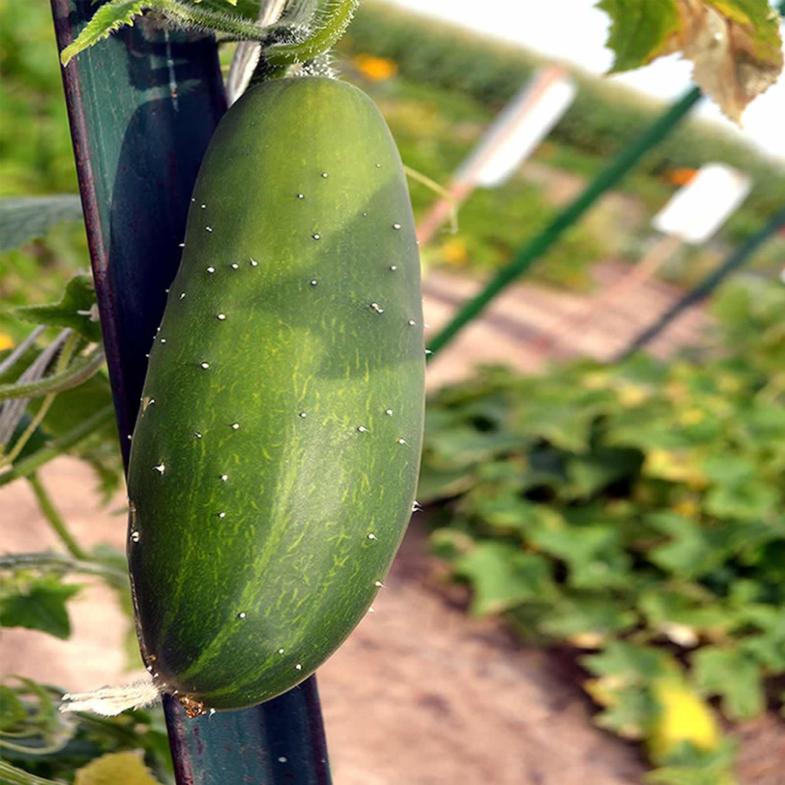 Marketmore 76 Cucumber Garden Seeds - 1 Lb - Non-GMO, Organic, Heirloom Vegetable Gardening Seeds - Market More