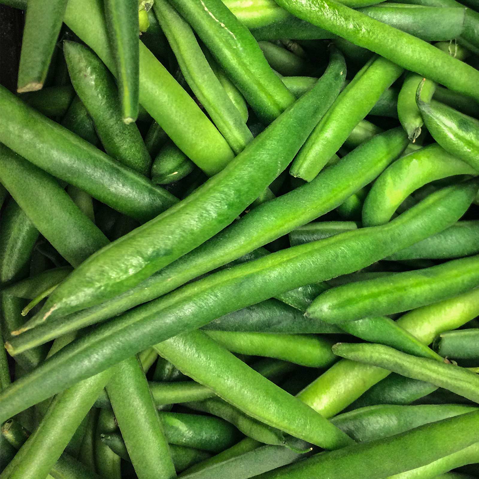 Tendergreen Bush Bean Seeds - 25 Lb Bulk - Non-GMO  Heirloom Green Snap Bean Seeds - Vegetable Garden Seeds