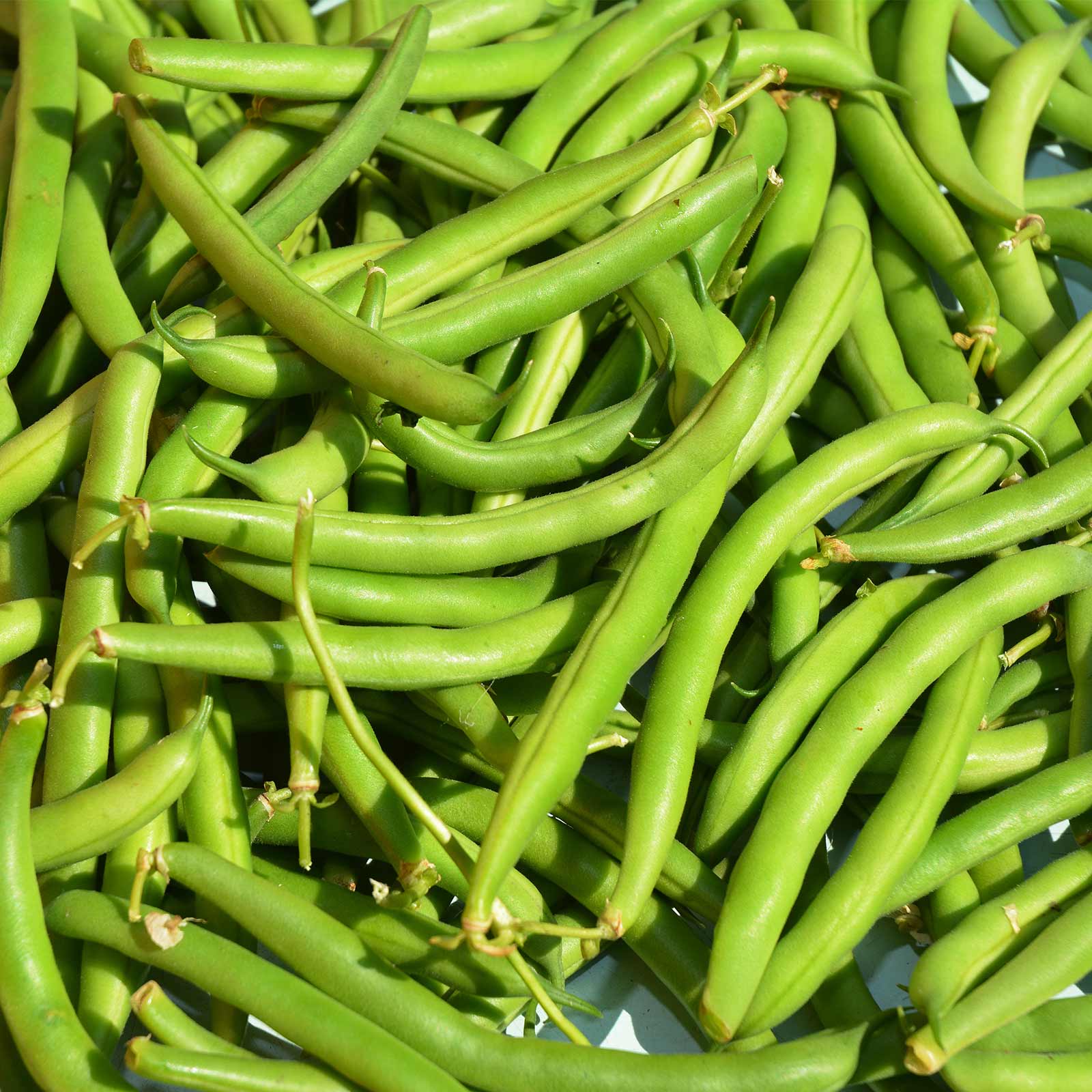 Seeds: Provider Bush Bean - 25 Lb- Non-GMO Heirloom Green Snap Beans - Buy Non-GMO Phaseolus Vulgaris Farm & Gardening Seeds Onl