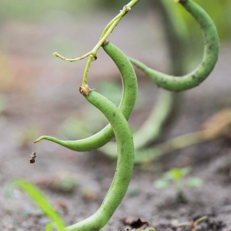 Black Valentine Bush Bean Seeds - 1 Lb - Non-GMO  Heirloom - Vegetable Garden Dry Snap Bean Seeds
