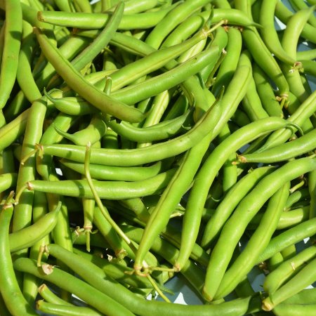 Provider Bush Bean Seeds - 1 Lb - Non-GMO  Heirloom Green Snap Bean Seeds - Vegetable Garden Seeds
